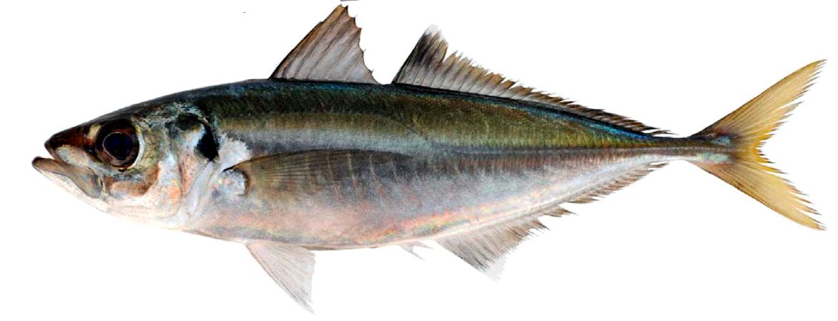 Trachurus trachurus_003